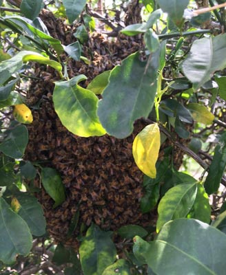 Swarming Bees