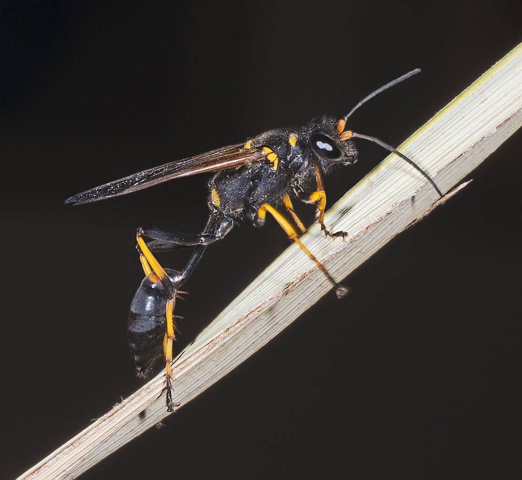 Got Wasp or Bees? Call 5613027928