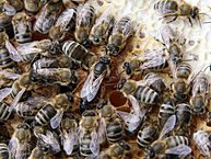 Queen Bee Removal - By Waugsberg - eigene Aufnahme - own photograph, CC BY-SA 3.0, 