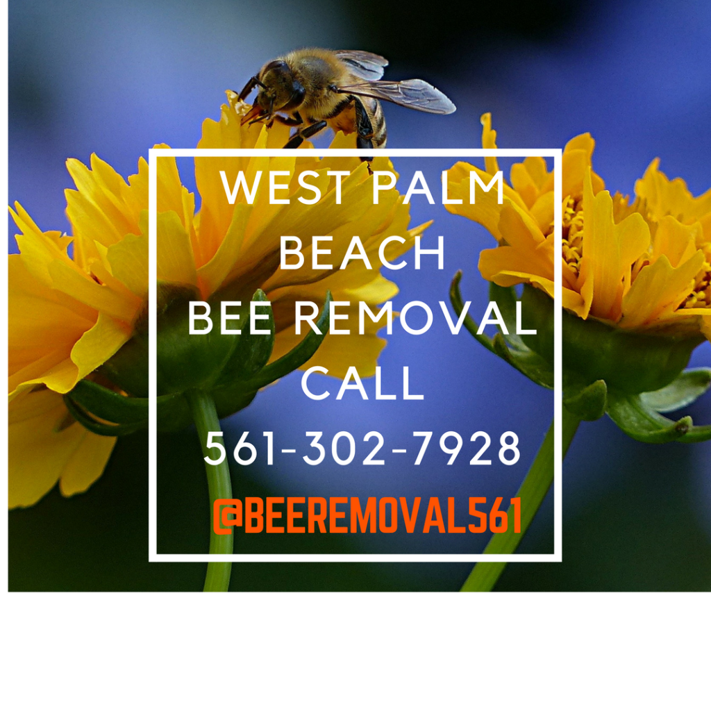 West Palm Beach - Bee Removal Services - Brianthebeeman.com