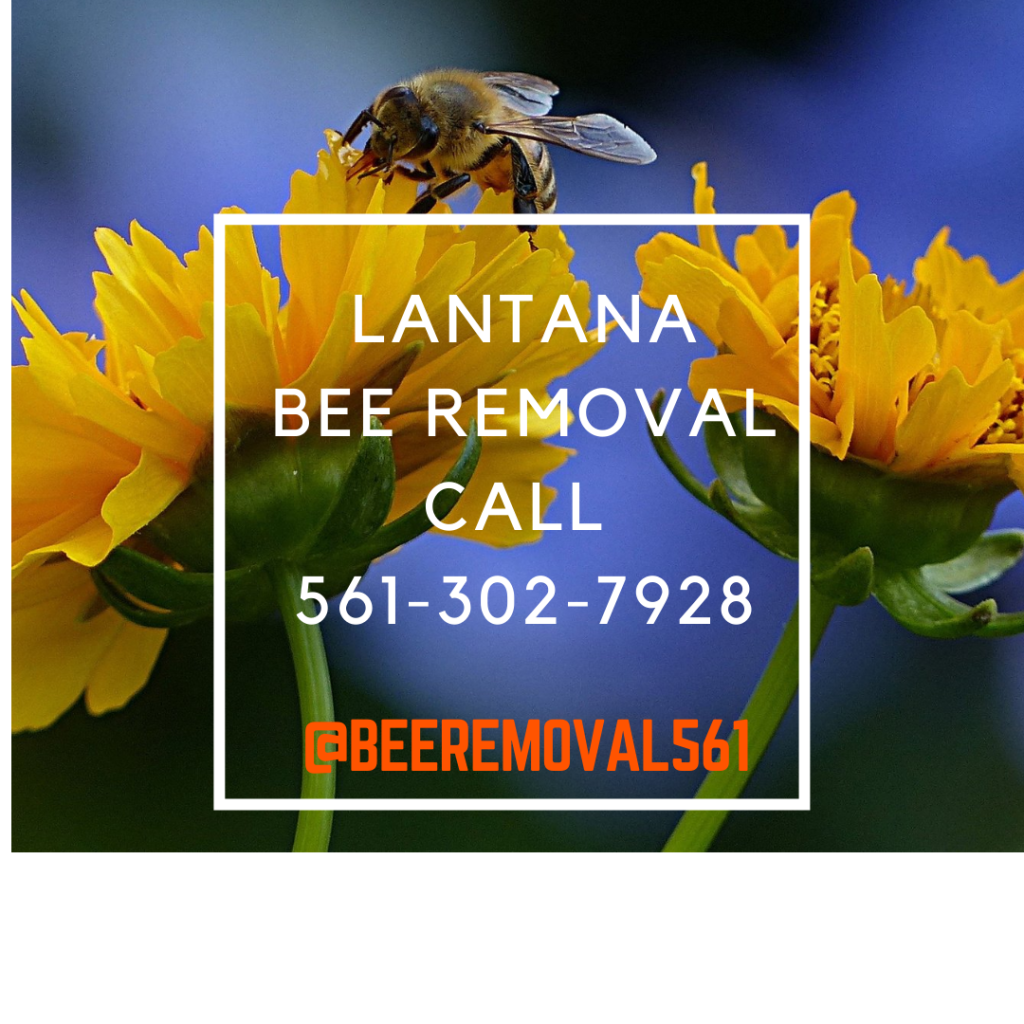 Lantana - Brian More Bee Removal Services