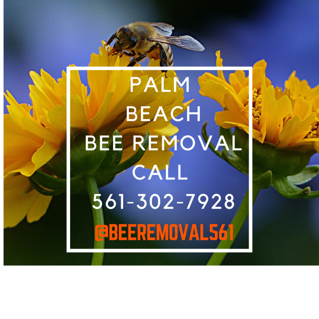 Palm Beach - Bee Removal Services - Brianthebeeman.com