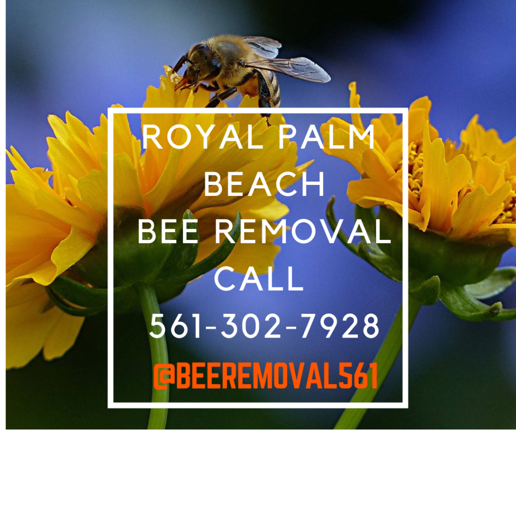 Royal Palm Beach - Bee Removal Services - Brianthebeeman.com
